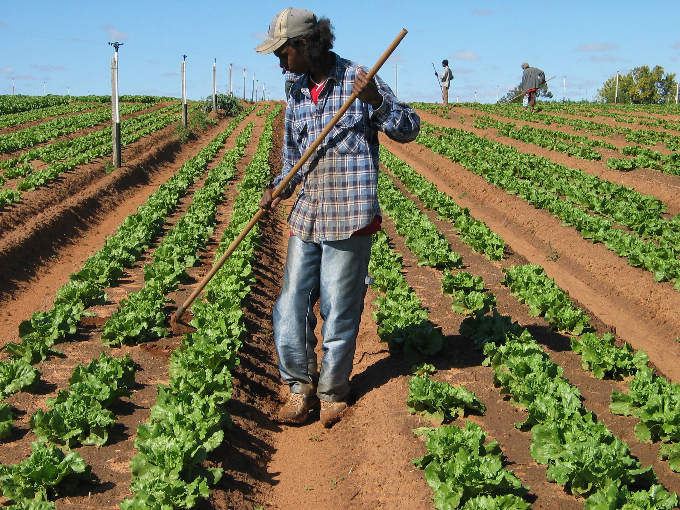 Indigenous agricultural workers in field